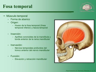 Departamento de Anatomía Humana, U. A. N. L. 
Fosa temporal 
Músculo temporal 
-Forma de abanico 
-Origen: 
-Hueso de la fosa temporal (línea temporal inferior) y fascia temporal 
-Inserción: 
-Apófisis coronoides de la mandíbula y borde anterior de la rama mandibular 
-Inervación: 
-Nervios temporales profundos del tronco anterior del nervio mandibular 
-Función: 
-Elevación y retracción mandibular  