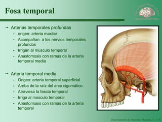 Departamento de Anatomía Humana, U. A. N. L. 
Fosa temporal 
Arterias temporales profundas 
-origen: arteria maxilar 
-Acompañan a los nervios temporales profundos 
-Irrigan al músculo temporal 
-Anastomosis con ramas de la arteria temporal media 
Arteria temporal media 
-Origen: arteria temporal superficial 
-Arriba de la raíz del arco cigomático 
-Atraviesa la fascia temporal 
-Irriga al músculo temporal 
-Anastomosis con ramas de la arteria temporal  