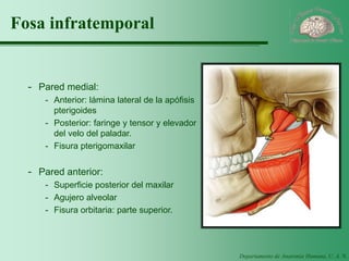 Departamento de Anatomía Humana, U. A. N. L. 
Fosa infratemporal 
-Pared medial: 
-Anterior: lámina lateral de la apófisis pterigoides 
-Posterior: faringe y tensor y elevador del velo del paladar. 
-Fisura pterigomaxilar 
-Pared anterior: 
-Superficie posterior del maxilar 
-Agujero alveolar 
-Fisura orbitaria: parte superior.  