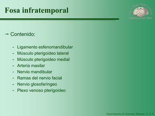 Departamento de Anatomía Humana, U. A. N. L. 
Fosa infratemporal 
Contenido: 
-Ligamento esfenomandibular 
-Músculo pterigoideo lateral 
-Músculo pterigoideo medial 
-Arteria maxilar 
-Nervio mandibular 
-Ramas del nervio facial 
-Nervio glosofaríngeo 
-Plexo venoso pterigoideo  