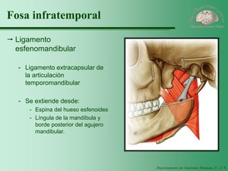 Departamento de Anatomía Humana, U. A. N. L. 
Fosa infratemporal 
Ligamento esfenomandibular 
-Ligamento extracapsular de la articulación temporomandibular 
-Se extiende desde: 
-Espina del hueso esfenoides 
-Língula de la mandíbula y borde posterior del agujero mandibular.  
