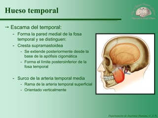 Departamento de Anatomía Humana, U. A. N. L. 
Hueso temporal 
Escama del temporal: 
-Forma la pared medial de la fosa temporal y se distinguen: 
-Cresta supramastoidea 
-Se extiende posteriormente desde la base de la apófisis cigomática 
-Forma el límite posteroinferior de la fosa temporal 
-Surco de la arteria temporal media 
-Rama de la arteria temporal superficial 
-Orientado verticalmente  