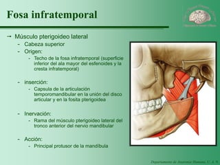Departamento de Anatomía Humana, U. A. N. L. 
Fosa infratemporal 
Músculo pterigoideo lateral 
-Cabeza superior 
-Origen: 
-Techo de la fosa infratemporal (superficie inferior del ala mayor del esfenoides y la cresta infratemporal) 
-inserción: 
-Capsula de la articulación temporomandibular en la unión del disco articular y en la fosita pterigoidea 
-Inervación: 
-Rama del músculo pterigoideo lateral del tronco anterior del nervio mandibular 
-Acción: 
-Principal protusor de la mandíbula  