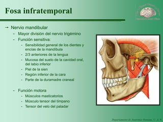Departamento de Anatomía Humana, U. A. N. L. 
Fosa infratemporal 
Nervio mandibular 
-Mayor división del nervio trigémino 
-Función sensitiva: 
-Sensibilidad general de los dientes y encías de la mandíbula 
-2/3 anteriores de la lengua 
-Mucosa del suelo de la cavidad oral, del labio inferior 
-Piel de la sien 
-Región inferior de la cara 
-Parte de la duramadre craneal 
-Función motora 
-Músculos masticatorios 
-Músculo tensor del tímpano 
-Tensor del velo del paladar  