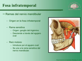 Departamento de Anatomía Humana, U. A. N. L. 
Fosa infratemporal 
Ramas del nervio mandibular 
-Origen en la fosa infratemporal 
-Rama sensitiva 
-Origen: ganglio del trigémino 
-Desciende a través del agujero oval 
-Raíz motora: 
-Introduce por el agujero oval 
-Se une a la rama sensitiva del nervio mandibular.  