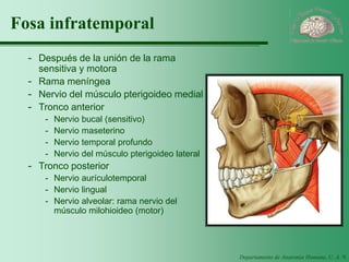 Departamento de Anatomía Humana, U. A. N. L. 
Fosa infratemporal 
-Después de la unión de la rama sensitiva y motora 
-Rama meníngea 
-Nervio del músculo pterigoideo medial 
-Tronco anterior 
-Nervio bucal (sensitivo) 
-Nervio maseterino 
-Nervio temporal profundo 
-Nervio del músculo pterigoideo lateral 
-Tronco posterior 
-Nervio aurículotemporal 
-Nervio lingual 
-Nervio alveolar: rama nervio del músculo milohioideo (motor)  
