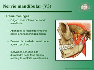 Departamento de Anatomía Humana, U. A. N. L. 
Nervio mandibular (V3) 
Rama meníngea 
-Origen: zona interna del nervio mandibular 
-Abandona la fosa infratemporal con la arteria meníngea media 
-Entra en la cavidad craneal por el agujero espinoso 
-Inervación sensitiva a la duramadre de la fosa craneal media y las celdillas mastoideas  