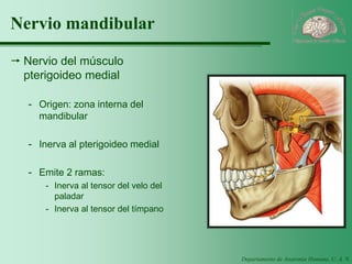 Departamento de Anatomía Humana, U. A. N. L. 
Nervio mandibular 
Nervio del músculo pterigoideo medial 
-Origen: zona interna del mandibular 
-Inerva al pterigoideo medial 
-Emite 2 ramas: 
-Inerva al tensor del velo del paladar 
-Inerva al tensor del tímpano  