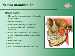 Departamento de Anatomía Humana, U. A. N. L. 
Nervio mandibular 
Nervio bucal: 
-Rama del tronco anterior del nervio mandibular 
-Nervio sensitivo 
-Inervación motora a: músculo pterigoideo lateral y parte del temporal 
-En la mejilla lateral al buccinador emite nervios sensitivos generales para: 
-Piel adyacente 
-Mucosa oral 
-Encías de los molares inferiores.  