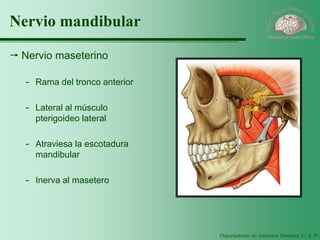 Departamento de Anatomía Humana, U. A. N. L. 
Nervio mandibular 
Nervio maseterino 
-Rama del tronco anterior 
-Lateral al músculo pterigoideo lateral 
-Atraviesa la escotadura mandibular 
-Inerva al masetero  