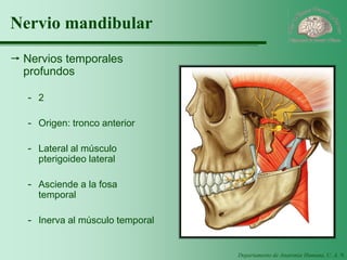 Departamento de Anatomía Humana, U. A. N. L. 
Nervio mandibular 
Nervios temporales profundos 
-2 
-Origen: tronco anterior 
-Lateral al músculo pterigoideo lateral 
-Asciende a la fosa temporal 
-Inerva al músculo temporal  
