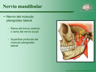 Departamento de Anatomía Humana, U. A. N. L. 
Nervio mandibular 
Nervio del músculo pterigoideo lateral 
-Rama del tronco anterior o rama del nervio bucal 
-Superficie profunda del músculo pterigoideo lateral  