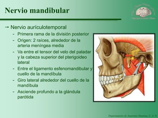 Departamento de Anatomía Humana, U. A. N. L. 
Nervio mandibular 
Nervio aurículotemporal 
-Primera rama de la división posterior 
-Origen: 2 raíces, alrededor de la arteria meníngea media 
-Va entre el tensor del velo del paladar y la cabeza superior del pterigoideo lateral 
-Entre el ligamento esfenomandibular y cuello de la mandíbula 
-Giro lateral alrededor del cuello de la mandíbula 
-Asciende profundo a la glándula parótida  