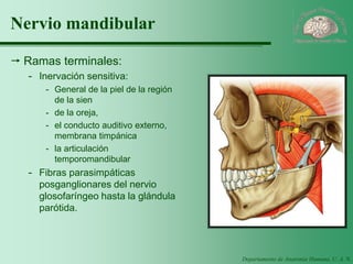 Departamento de Anatomía Humana, U. A. N. L. 
Nervio mandibular 
Ramas terminales: 
-Inervación sensitiva: 
-General de la piel de la región de la sien 
-de la oreja, 
-el conducto auditivo externo, membrana timpánica 
-la articulación temporomandibular 
-Fibras parasimpáticas posganglionares del nervio glosofaríngeo hasta la glándula parótida.  