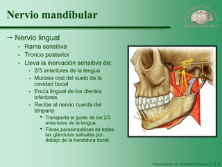 Departamento de Anatomía Humana, U. A. N. L. 
Nervio mandibular 
Nervio lingual 
-Rama sensitiva 
-Tronco posterior 
-Lleva la inervación sensitiva de: 
-2/3 anteriores de la lengua 
-Mucosa oral del suelo de la cavidad bucal 
-Encía lingual de los dientes inferiores 
-Recibe al nervio cuerda del tímpano 
·Transporta el gusto de los 2/3 anteriores de la lengua 
·Fibras parasimpáticas de todas las glándulas salivales por debajo de la hendidura bucal.  