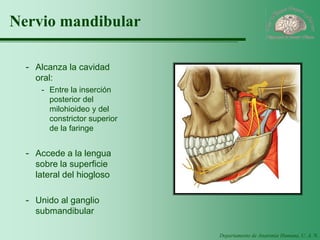 Departamento de Anatomía Humana, U. A. N. L. 
Nervio mandibular 
-Alcanza la cavidad oral: 
-Entre la inserción posterior del milohioideo y del constrictor superior de la faringe 
-Accede a la lengua sobre la superficie lateral del hiogloso 
-Unido al ganglio submandibular  