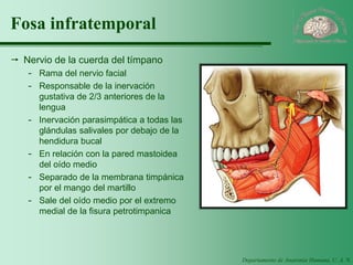 Departamento de Anatomía Humana, U. A. N. L. 
Fosa infratemporal 
Nervio de la cuerda del tímpano 
-Rama del nervio facial 
-Responsable de la inervación gustativa de 2/3 anteriores de la lengua 
-Inervación parasimpática a todas las glándulas salivales por debajo de la hendidura bucal 
-En relación con la pared mastoidea del oído medio 
-Separado de la membrana timpánica por el mango del martillo 
-Sale del oído medio por el extremo medial de la fisura petrotimpanica  