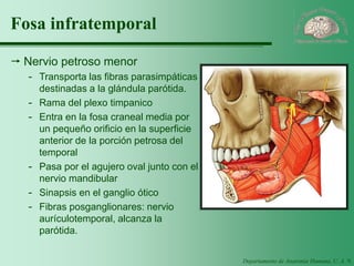 Departamento de Anatomía Humana, U. A. N. L. 
Fosa infratemporal 
Nervio petroso menor 
-Transporta las fibras parasimpáticas destinadas a la glándula parótida. 
-Rama del plexo timpanico 
-Entra en la fosa craneal media por un pequeño orificio en la superficie anterior de la porción petrosa del temporal 
-Pasa por el agujero oval junto con el nervio mandibular 
-Sinapsis en el ganglio ótico 
-Fibras posganglionares: nervio aurículotemporal, alcanza la parótida.  