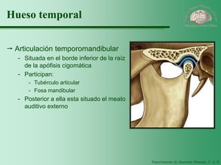 Departamento de Anatomía Humana, U. A. N. L. 
Hueso temporal 
Articulación temporomandibular 
-Situada en el borde inferior de la raíz de la apófisis cigomática 
-Participan: 
-Tubérculo articular 
-Fosa mandibular 
-Posterior a ella esta situado el meato auditivo externo  
