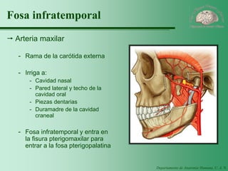 Departamento de Anatomía Humana, U. A. N. L. 
Fosa infratemporal 
Arteria maxilar 
-Rama de la carótida externa 
-Irriga a: 
-Cavidad nasal 
-Pared lateral y techo de la cavidad oral 
-Piezas dentarias 
-Duramadre de la cavidad craneal 
-Fosa infratemporal y entra en la fisura pterigomaxilar para entrar a la fosa pterigopalatina  