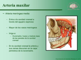 Departamento de Anatomía Humana, U. A. N. L. 
Arteria maxilar 
Arteria meníngea media 
-Entra a la cavidad craneal a través del agujero espinoso 
-Mayor de los vasos meníngeos 
-Irriga a: 
-Duramadre, hueso y medula ósea de las paredes de la cavidad craneal 
-En la cavidad craneal la arteria y sus ramas discurren en la capa perióstica de la duramadre.  