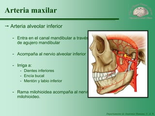 Departamento de Anatomía Humana, U. A. N. L. 
Arteria maxilar 
Arteria alveolar inferior 
-Entra en el canal mandibular a través de agujero mandibular 
-Acompaña al nervio alveolar inferior 
-Irriga a: 
-Dientes inferiores 
-Encía bucal 
-Mentón y labio inferior 
-Rama milohioidea acompaña al nervio milohioideo.  