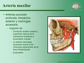 Departamento de Anatomía Humana, U. A. N. L. 
Arteria maxilar 
Arterias auricular profunda, timpánica anterior y meníngea accesoria 
-Irrigación de: 
-Conducto auditivo externo, superficie interna de la membrana timpánica y duramadre craneal 
-La arteria meníngea accesoria ramos a los músculos adyacentes de la fosa infratemporal 
-duramadre  