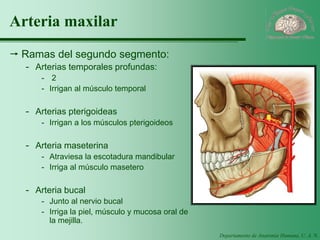Departamento de Anatomía Humana, U. A. N. L. 
Arteria maxilar 
Ramas del segundo segmento: 
-Arterias temporales profundas: 
-2 
-Irrigan al músculo temporal 
-Arterias pterigoideas 
-Irrigan a los músculos pterigoideos 
-Arteria maseterina 
-Atraviesa la escotadura mandibular 
-Irriga al músculo masetero 
-Arteria bucal 
-Junto al nervio bucal 
-Irriga la piel, músculo y mucosa oral de la mejilla.  