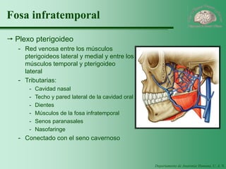 Departamento de Anatomía Humana, U. A. N. L. 
Fosa infratemporal 
Plexo pterigoideo 
-Red venosa entre los músculos pterigoideos lateral y medial y entre los músculos temporal y pterigoideo lateral 
-Tributarias: 
-Cavidad nasal 
-Techo y pared lateral de la cavidad oral 
-Dientes 
-Músculos de la fosa infratemporal 
-Senos paranasales 
-Nasofaringe 
-Conectado con el seno cavernoso  