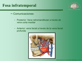 Departamento de Anatomía Humana, U. A. N. L. 
Fosa infratemporal 
Comunicaciones: 
-Posterior: Vena retromandibular a través de vena corta maxilar 
-Anterior: vena facial a través de la vena facial profunda  