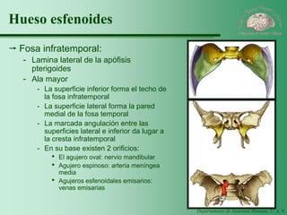 Departamento de Anatomía Humana, U. A. N. L. 
Hueso esfenoides 
Fosa infratemporal: 
-Lamina lateral de la apófisis pterigoides 
-Ala mayor 
-La superficie inferior forma el techo de la fosa infratemporal 
-La superficie lateral forma la pared medial de la fosa temporal 
-La marcada angulación entre las superficies lateral e inferior da lugar a la cresta infratemporal 
-En su base existen 2 orificios: 
·El agujero oval: nervio mandibular 
·Agujero espinoso: arteria meníngea media 
·Agujeros esfenoidales emisarios: venas emisarias  