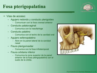 Departamento de Anatomía Humana, U. A. N. L. 
Fosa pterigopalatina 
Vías de acceso: 
-Agujero redondo y conducto pterigoideo 
-Comunican con la fosa craneal anterior 
-Conducto palatovaginal 
-Comunica con la nasofaringe 
-Conducto palatino 
-Comunica con el techo de la cavidad oral 
-Agujero esfenopalatino 
-Abre en la pared lateral de la cavidad nasal 
-Fisura pterigomaxilar 
-Comunica con la fosa infratemporal 
-Fisura orbitaria inferior 
-Comunica la zona superior de la pared anterior de la fosa pterigopalatina con el suelo de la orbita.  