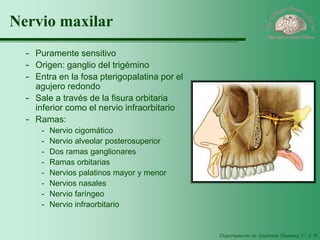 Departamento de Anatomía Humana, U. A. N. L. 
Nervio maxilar 
-Puramente sensitivo 
-Origen: ganglio del trigémino 
-Entra en la fosa pterigopalatina por el agujero redondo 
-Sale a través de la fisura orbitaria inferior como el nervio infraorbitario 
-Ramas: 
-Nervio cigomático 
-Nervio alveolar posterosuperior 
-Dos ramas ganglionares 
-Ramas orbitarias 
-Nervios palatinos mayor y menor 
-Nervios nasales 
-Nervio faríngeo 
-Nervio infraorbitario  