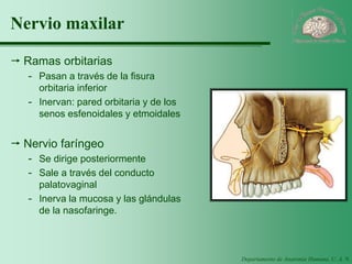 Departamento de Anatomía Humana, U. A. N. L. 
Nervio maxilar 
Ramas orbitarias 
-Pasan a través de la fisura orbitaria inferior 
-Inervan: pared orbitaria y de los senos esfenoidales y etmoidales 
Nervio faríngeo 
-Se dirige posteriormente 
-Sale a través del conducto palatovaginal 
-Inerva la mucosa y las glándulas de la nasofaringe.  