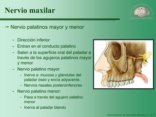 Departamento de Anatomía Humana, U. A. N. L. 
Nervio maxilar 
Nervio palatinos mayor y menor 
-Dirección inferior 
-Entran en el conducto palatino 
-Salen a la superficie oral del paladar a través de los agujeros palatinos mayor y menor 
-Nervio palatino mayor 
-Inerva a: mucosa y glándulas del paladar óseo y encía adyacente. 
-Nervios nasales posteroinferiores 
-Nervio palatino menor: 
-Pasa a través del agujero palatino menor 
-Inerva al paladar blando  