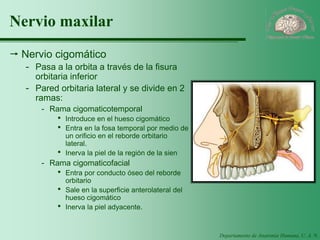 Departamento de Anatomía Humana, U. A. N. L. 
Nervio maxilar 
Nervio cigomático 
-Pasa a la orbita a través de la fisura orbitaria inferior 
-Pared orbitaria lateral y se divide en 2 ramas: 
-Rama cigomaticotemporal 
·Introduce en el hueso cigomático 
·Entra en la fosa temporal por medio de un orificio en el reborde orbitario lateral. 
·Inerva la piel de la región de la sien 
-Rama cigomaticofacial 
·Entra por conducto óseo del reborde orbitario 
·Sale en la superficie anterolateral del hueso cigomático 
·Inerva la piel adyacente.  