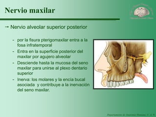 Departamento de Anatomía Humana, U. A. N. L. 
Nervio maxilar 
Nervio alveolar superior posterior 
-por la fisura pterigomaxilar entra a la fosa infratemporal 
-Entra en la superficie posterior del maxilar por agujero alveolar 
-Desciende hasta la mucosa del seno maxilar para unirse al plexo dentario superior 
-Inerva: los molares y la encía bucal asociada y contribuye a la inervación del seno maxilar.  