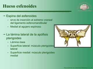 Departamento de Anatomía Humana, U. A. N. L. 
Hueso esfenoides 
Espina del esfenoides 
-sirve de inserción al extremo craneal del ligamento esfenomandibular 
-Medial al agujero espinoso 
La lámina lateral de la apófisis pterigoides 
-Lámina ósea 
-Superficie lateral: músculo pterigoideo lateral 
-Superficie medial: músculo pterigoideo medial  