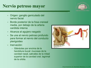 Departamento de Anatomía Humana, U. A. N. L. 
Nervio petroso mayor 
-Origen: ganglio geniculado del nervio facial 
-Borde posterior de la fosa craneal media, por debajo de la arteria carótida interna 
-Alcanza al agujero rasgado 
-Se une al nervio petroso profundo para formar al nervio del conducto pterigoideo 
-Inervación: 
-Glándulas por encima de la hendidura bucal: mucosas de la cavidad nasal, salivales de la mitad superior de la cavidad oral, lagrimal de la orbita.  