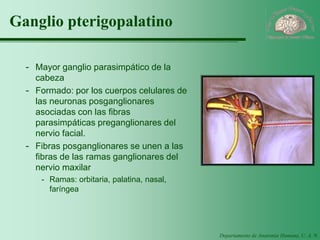 Departamento de Anatomía Humana, U. A. N. L. 
Ganglio pterigopalatino 
-Mayor ganglio parasimpático de la cabeza 
-Formado: por los cuerpos celulares de las neuronas posganglionares asociadas con las fibras parasimpáticas preganglionares del nervio facial. 
-Fibras posganglionares se unen a las fibras de las ramas ganglionares del nervio maxilar 
-Ramas: orbitaria, palatina, nasal, faríngea  