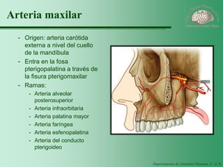 Departamento de Anatomía Humana, U. A. N. L. 
Arteria maxilar 
-Origen: arteria carótida externa a nivel del cuello de la mandíbula 
-Entra en la fosa pterigopalatina a través de la fisura pterigomaxilar 
-Ramas: 
-Arteria alveolar posterosuperior 
-Arteria infraorbitaria 
-Arteria palatina mayor 
-Arteria faríngea 
-Arteria esfenopalatina 
-Arteria del conducto pterigoideo  