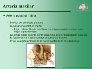 Departamento de Anatomía Humana, U. A. N. L. 
Arteria maxilar 
Arteria palatina mayor 
-Interior del conducto palatino 
-rama: arteria palatina menor 
-Irriga: paladar blando y continua por el agujero palatino mayor para irrigar al paladar óseo. 
-Se dirige hacia delante por la superficie inferior del paladar, alcanza la fosa incisiva y asciende por el conducto incisivo 
-Irriga la región anterior de la pared septal de la cavidad nasal  