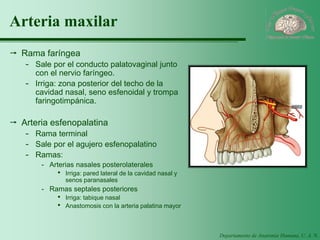 Departamento de Anatomía Humana, U. A. N. L. 
Arteria maxilar 
Rama faríngea 
-Sale por el conducto palatovaginal junto con el nervio faríngeo. 
-Irriga: zona posterior del techo de la cavidad nasal, seno esfenoidal y trompa faringotimpánica. 
Arteria esfenopalatina 
-Rama terminal 
-Sale por el agujero esfenopalatino 
-Ramas: 
-Arterias nasales posterolaterales 
·Irriga: pared lateral de la cavidad nasal y senos paranasales 
-Ramas septales posteriores 
·Irriga: tabique nasal 
·Anastomosis con la arteria palatina mayor  