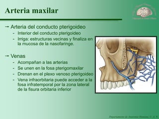 Departamento de Anatomía Humana, U. A. N. L. 
Arteria maxilar 
Arteria del conducto pterigoideo 
-Interior del conducto pterigoideo 
-Irriga: estructuras vecinas y finaliza en la mucosa de la nasofaringe. 
Venas 
-Acompañan a las arterias 
-Se unen en la fosa pterigomaxilar 
-Drenan en el plexo venoso pterigoideo 
-Vena infraorbitaria puede acceder a la fosa infratemporal por la zona lateral de la fisura orbitaria inferior 