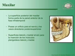 Departamento de Anatomía Humana, U. A. N. L. 
Maxilar 
-La superficie posterior del maxilar forma parte de la pared anterior de la fosa infratemporal 
-Posee un orificio para el nervio y los vasos alveolares posterosuperiores 
-Superficies lateral y medial sirven para la inserción de los músculos pterigoideos lateral y medial.  
