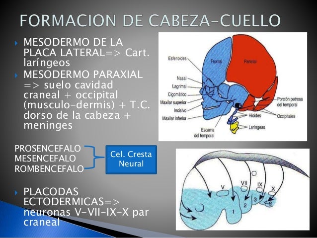 EMBRIOLOGIA DE LA CABEZA Y CUELLO