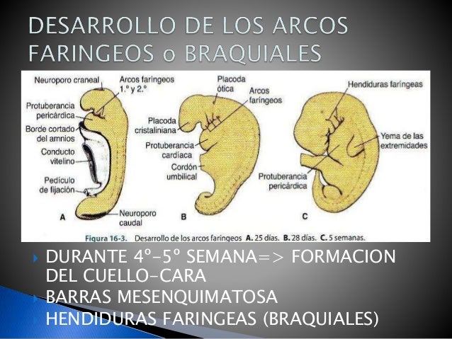 EMBRIOLOGIA DE LA CABEZA Y CUELLO