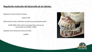 Regulación molecular del desarrollo de los dientes.
Regulación incisivos hasta los molares.
● genes HOX
Diferenciación celular y definición de patrones para cada pieza dental.
● WNT, BMP y FGF, el factor secretado SHH, y factores de
transcripción como MSX1 y MSX2
Apoptosis de las células del nudo de esmalte.
● BMP4
 