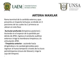 ARTERIA MAXILAR
Rama terminal de la carótida externa y que
presenta un trayecto tortuoso; se divide en 3
porciones de las cuales las 2 primeras se
ubican en esta fosa:
.
Auricular profunda (timpánica posterior).-
Asciende en el espesor de la parótida por
detrás de ATM, ingresa al conducto auditivo
externo e irriga la membrana timpánica y la
articulación ATM.
· Timpánica anterior.- asciende hacia
dirigiéndose a la cavidad glenoidea para
ingresar al hueso temporal a través de la cisura
petrotimpanica (cisura de Glasser); irriga la
caja del tímpano.
·
 