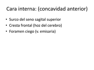 • Surco del seno sagital superior
• Cresta frontal (hoz del cerebro)
• Foramen ciego (v. emisaria)
Cara interna: (concavidad anterior)
 